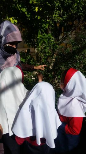 فصل شناخت گیاهان و درختان پیش دبستانی